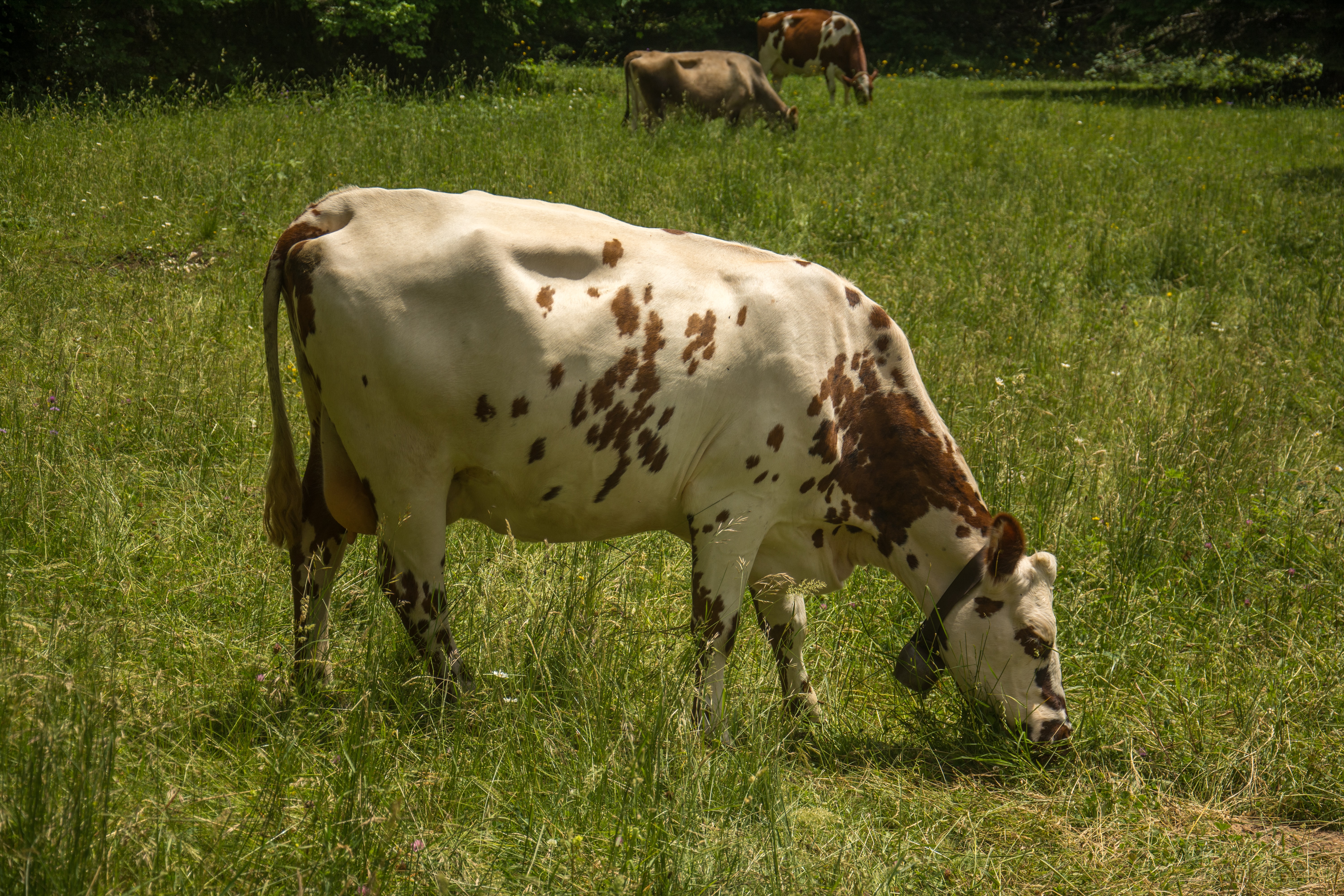 Vache